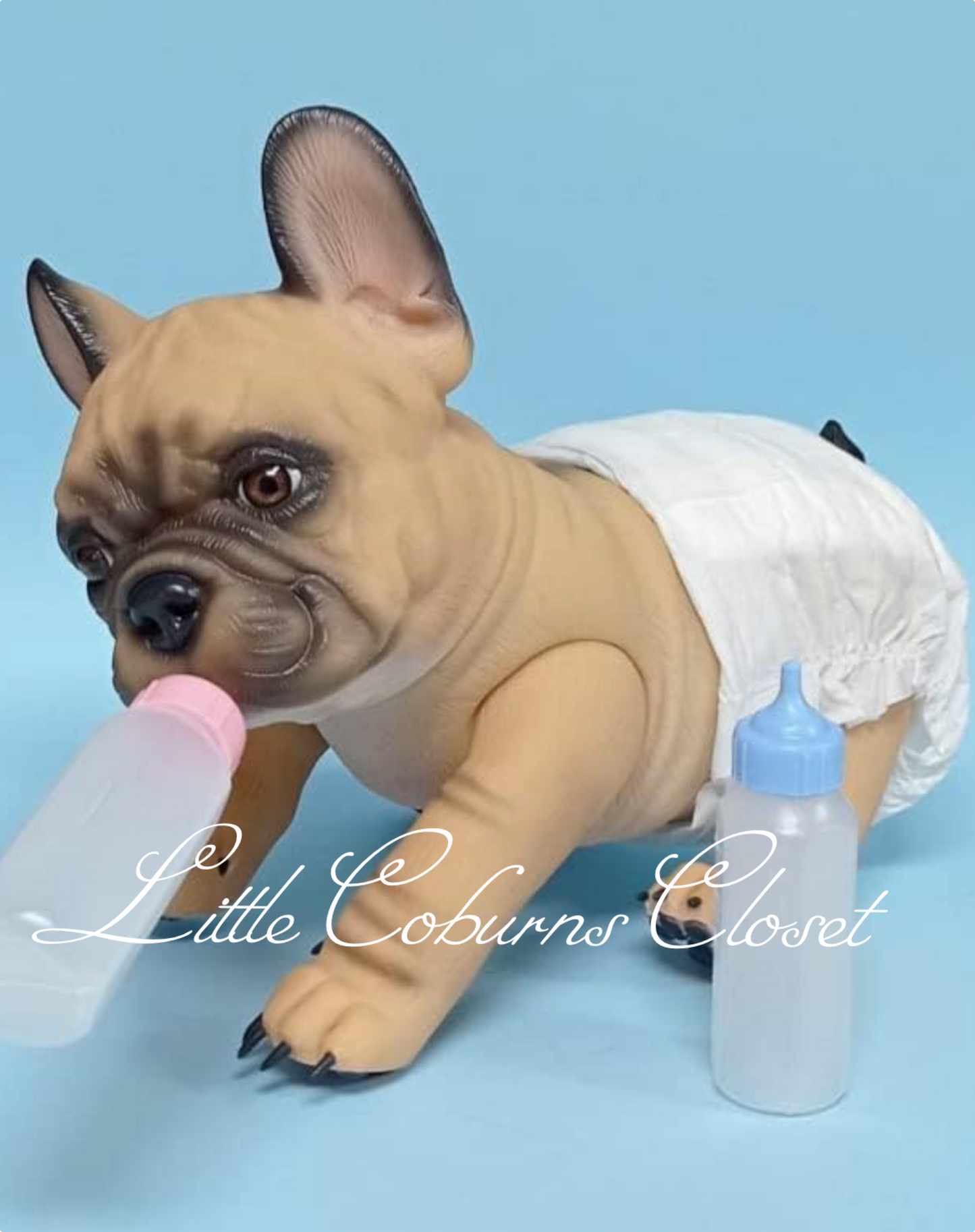 Cinnamon French Bulldog Puppy