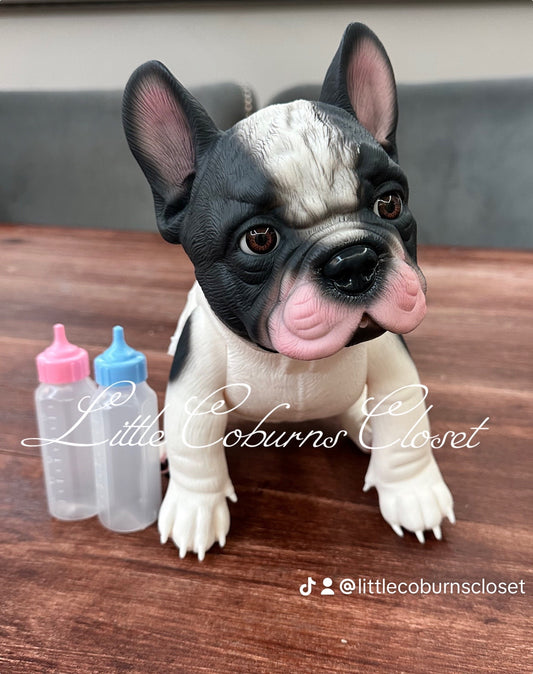 Patch French Bulldog Puppy
